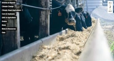 What We Learned Feeding Oat To Cattle