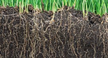 Engineer Develops Software Tool to Investigate Root Growth