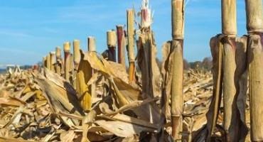 Pasture and Forage Minute: Cornstalk Quality for Grazing