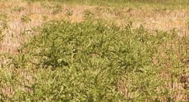 Considerations for Weed Control in November