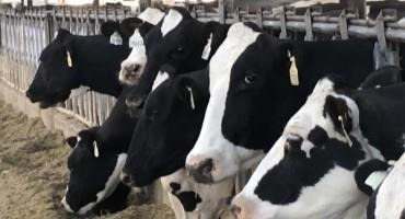 Idaho Dairy Manure Digester Facility Could be First of Several