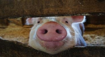 This Little Piggy Had A Healthy, Balanced Diet: Avoiding Pig Obesity