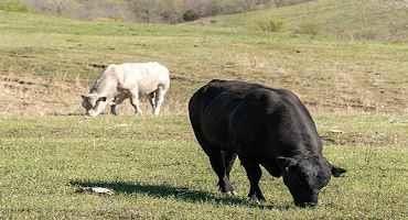 Cover Crops allow Cattle Producers to Put Weight on Cattle, add Organic Matter to Soil