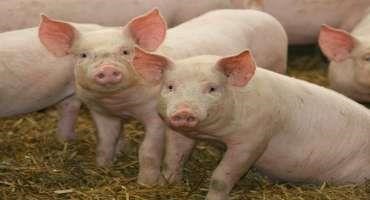 K-State Feeding Trials with Pigs Show Benefits of Dietary Feed Grade Amino Acids