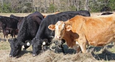 Bioavailability of Mineral Supplements in Beef Cattle Nutrition