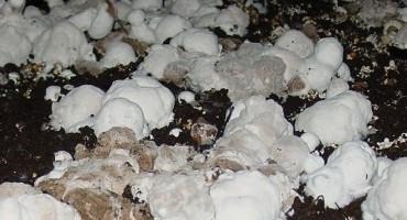 Basic IPM Practices for Organic Mushroom Farms: Fungal Diseases of Mushrooms