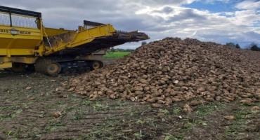 Excess Sugar Beets May be an Opportunity for Great Cattle Feed