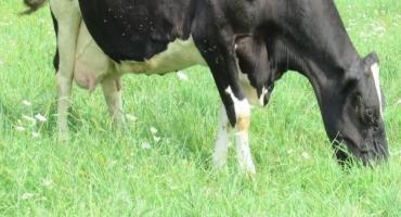 Horn Fly Resistance Observed in Organic Holstein Cattle, Study Finds