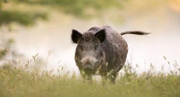 Tracking wild pigs in Ontario
