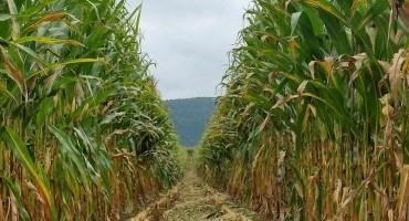 2021 Corn Silage Test Reports Now Available