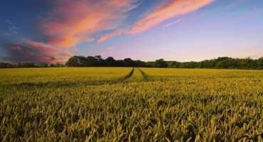 Long Working Hours and Lone-working Key Factors Leading to Loneliness in Farming, Study Shows