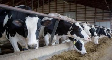 Iowa’s Dairy Industry Faces Challenges From Supply Chain Disruptions