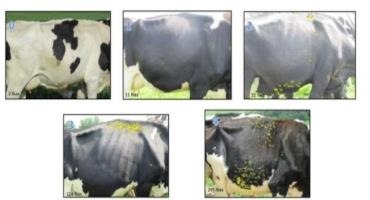 Horn Fly Resistance Observed in Organic Holstein Cattle