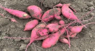 Sweetpotatoes Can be Grown in Pacific Northwest