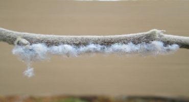 Woolly Apple Aphid