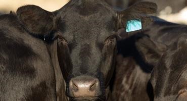 Suspending Brazilian beef imports