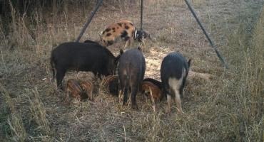 Feral Hogs Cause Nightmares for Alabama's Farmers, Ecosystem