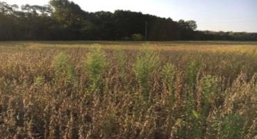 Surveys Show Horseweed is a Persistent and Unpredictable Foe in Soybean Crops