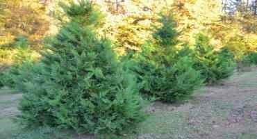 Christmas Trees Bounce Back after Year of Severe Weather
