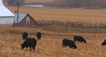 Pasture and Forage Minute: Calculating Feed Costs, Safe Alfalfa Grazing