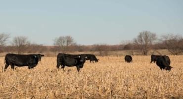 Crop Residues as a Grazing Resource