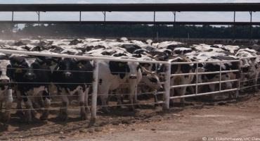 Environmental Factors Seem to Influence Dairy Cow ‘Bunching,’ Say UC Scientists
