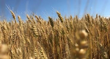 Winter wheat yield project a success