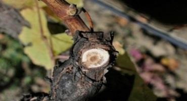 Advances in Grapevine Trunk Disease Management in the Dormant Period