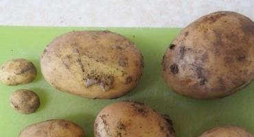 New Potatoes for Thanksgiving