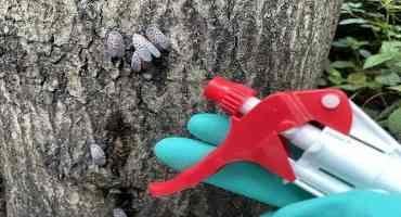 Spotted Lanternfly Management and Pesticide Safety