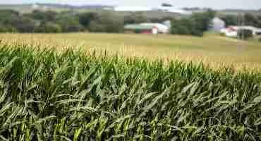 Despite Drought in Southern Wisconsin, Crop Researchers say Average Yields are Expected this Year