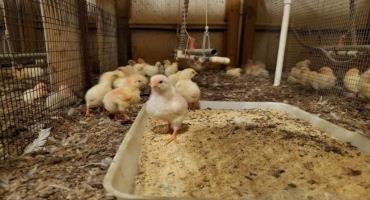 WVU Research Promotes Healthier Poultry and Environment