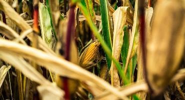 Eastern Ontario reaps record corn yield