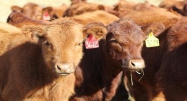 Cost and Value of Gain for Retained Feeder Cattle in Nebraska