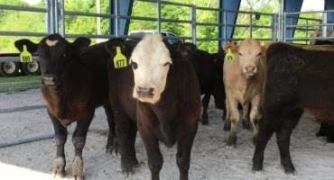Cattle Economics: Navigation Systems for Cattle Production