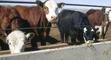 LRP Insurance for Fed Cattle and Put Options: Farmer-Feeder Considerations