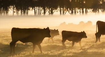 New Report Shines Light on Issues and Challenges in the U.S. Beef Market
