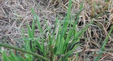 Fall Armyworms Are Active Again