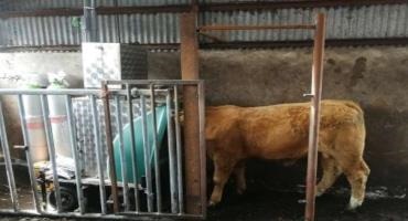 Promising Results From Ireland's First Large-Scale Measurement of Methane Emissions in Beef Cattle