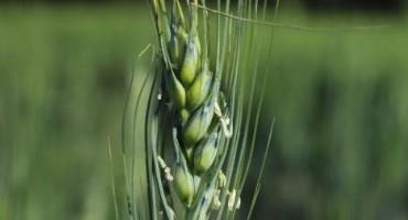 Crop Progress: Winter Wheat Condition 52% Good, 12% Excellent