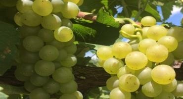 Five Pierce’s Disease-Resistant European Grapevine Varieties