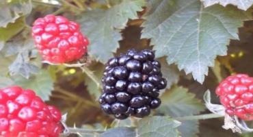 Blackberry Planting, Spacing, and Trellising