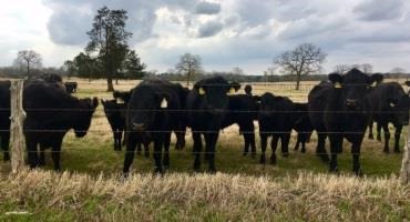 Livestock Mandatory Reporting Extension, Contract Library Bill Approved by House