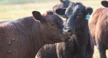 Legislation Improves Cattle Market Transparency