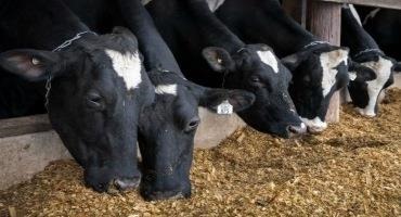 Small Dairy Farmers Eligible for an Increase in Subsidies
