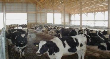 Heifer Freestalls: Size Does Matter