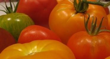 Master Gardener Tomato Variety Recommendations