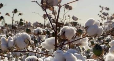 PhytoGen Cottonseed Releases New Varieties for 2021