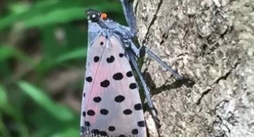 The Spotted Lanternfly Is a Serious Pest Inching Closer to North Carolina