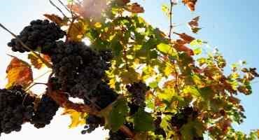 Researchers Pinpoint Drought-resistant Traits in Grape Rootstocks